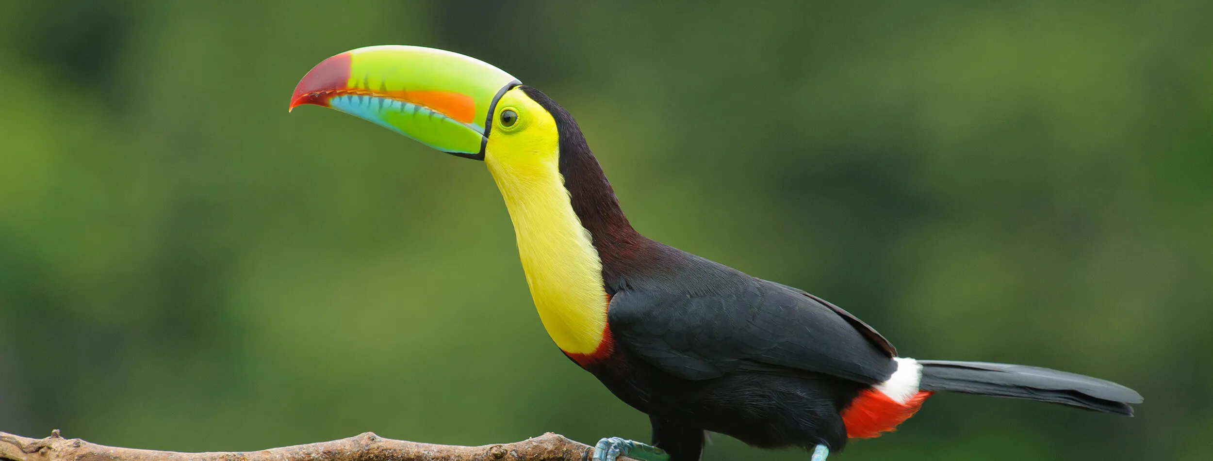 Plants and animals everywhere - TUCAN COSTA RICA