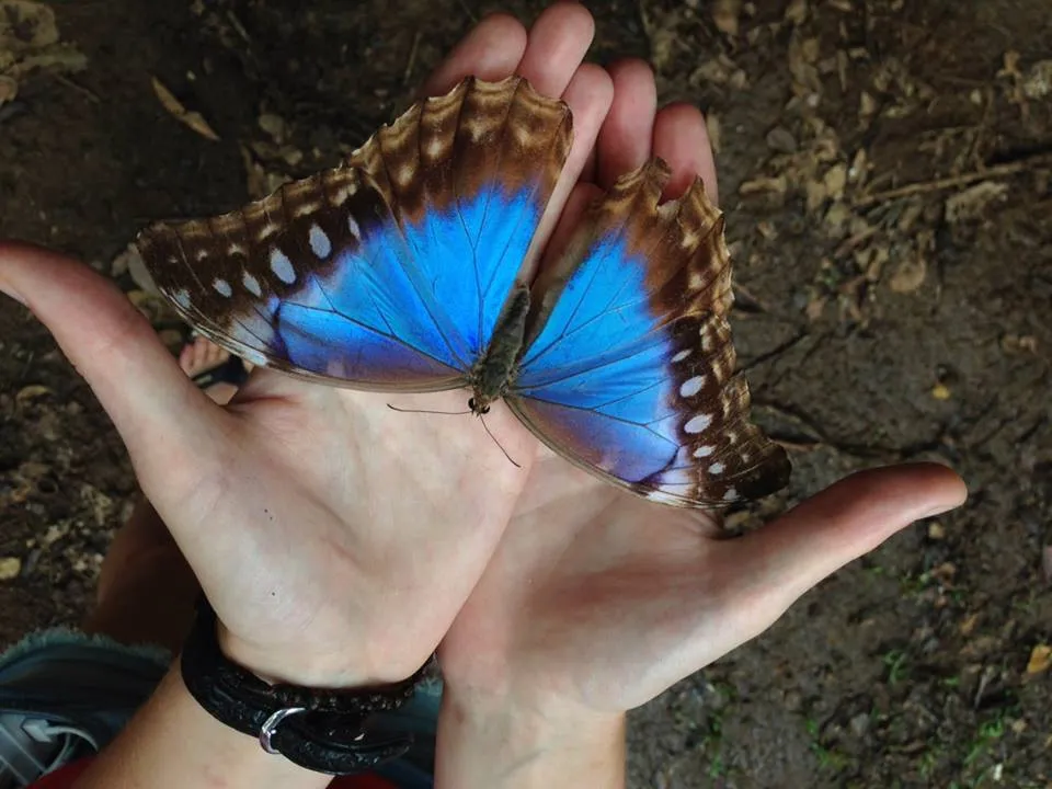 butterfly monarc