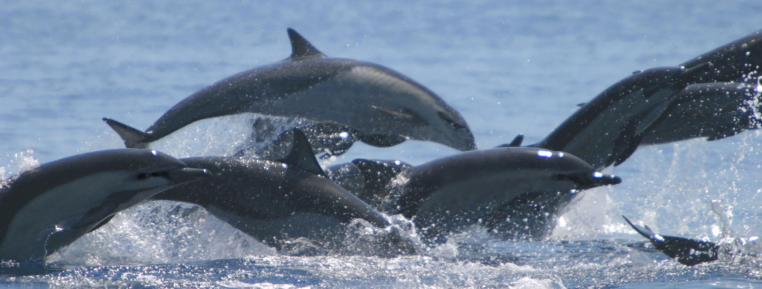DOLPHIN Blissful Getaway