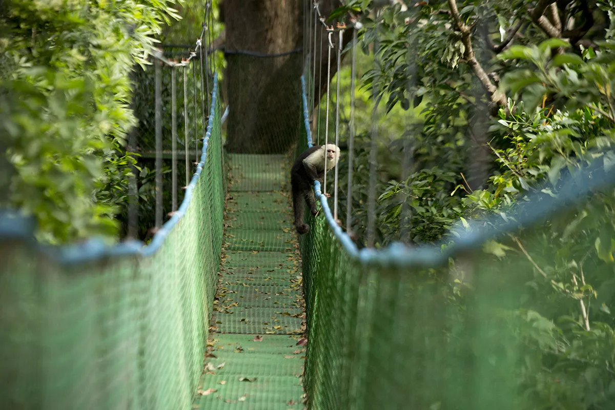 A monkey crossing a hanging bridge in the Costa Rican jungle, offering an adventure with CRSTours.