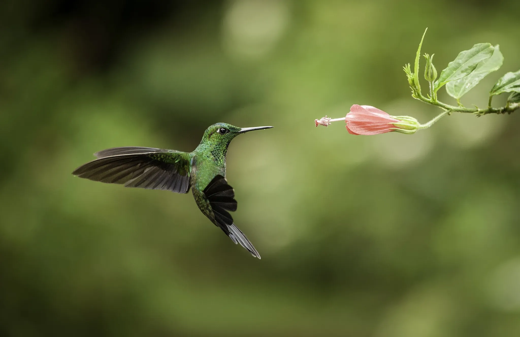A hummingbird feeds from a flower in Costa Rica—experience this with CRSTOURS.