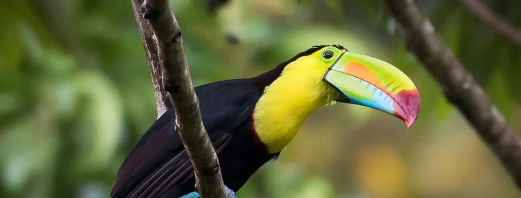 See colorful toucans in Costa Rica’s jungles with a wildlife tour by CRSTOURS