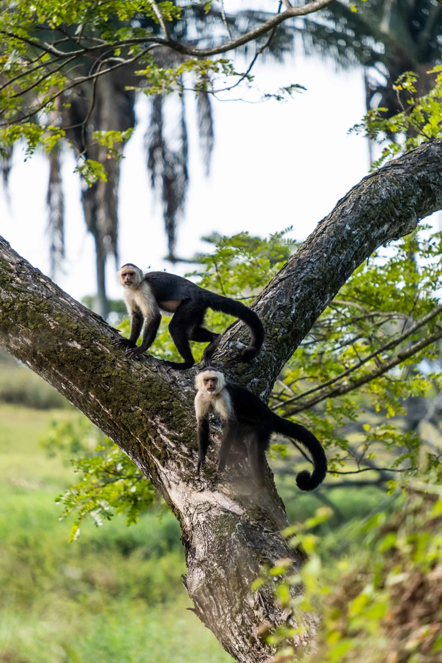 "Two cute monkeys perched on a tree, looking directly at the camera with curious expressions."