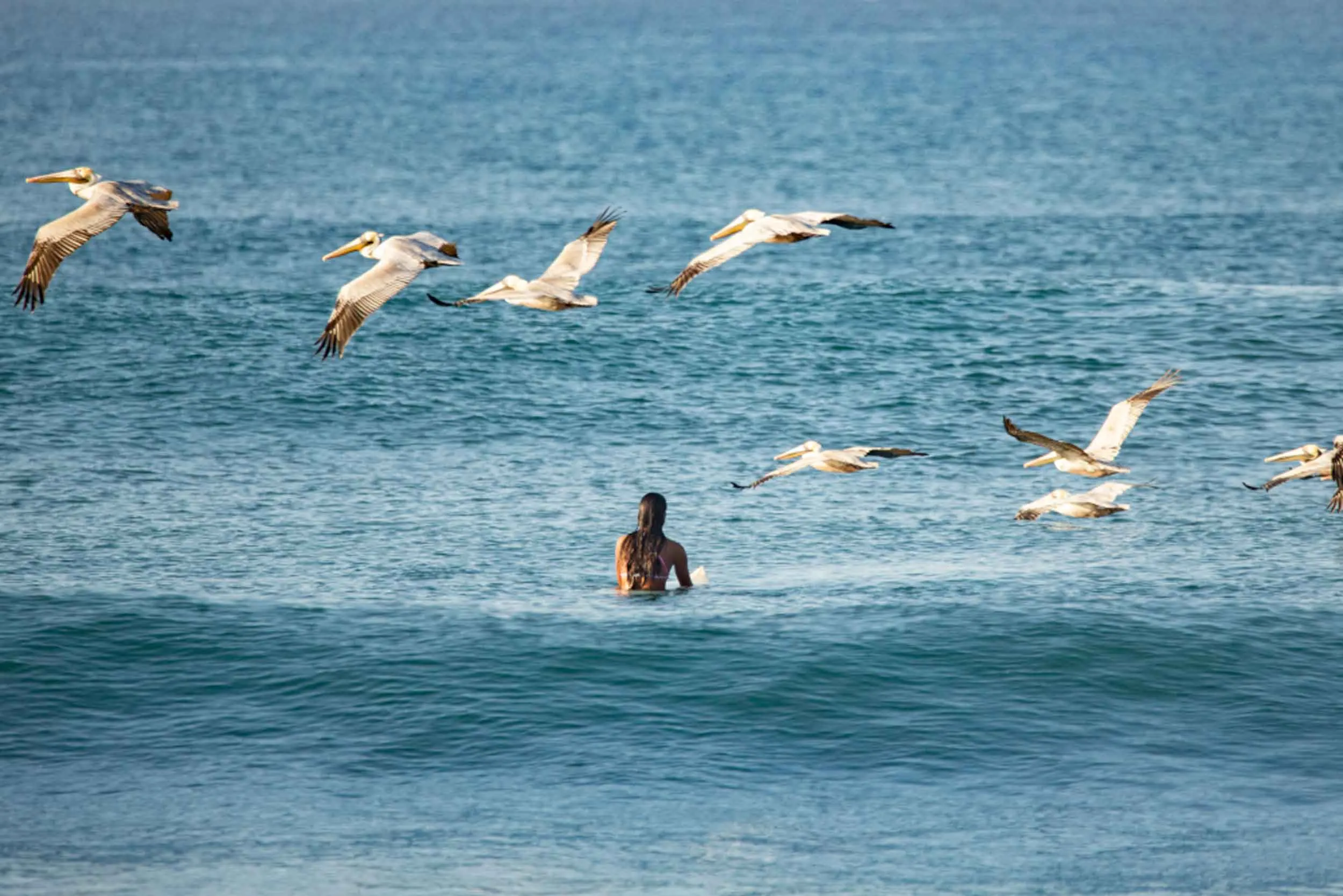 Surfer in the water and several pelicans flying overhead.