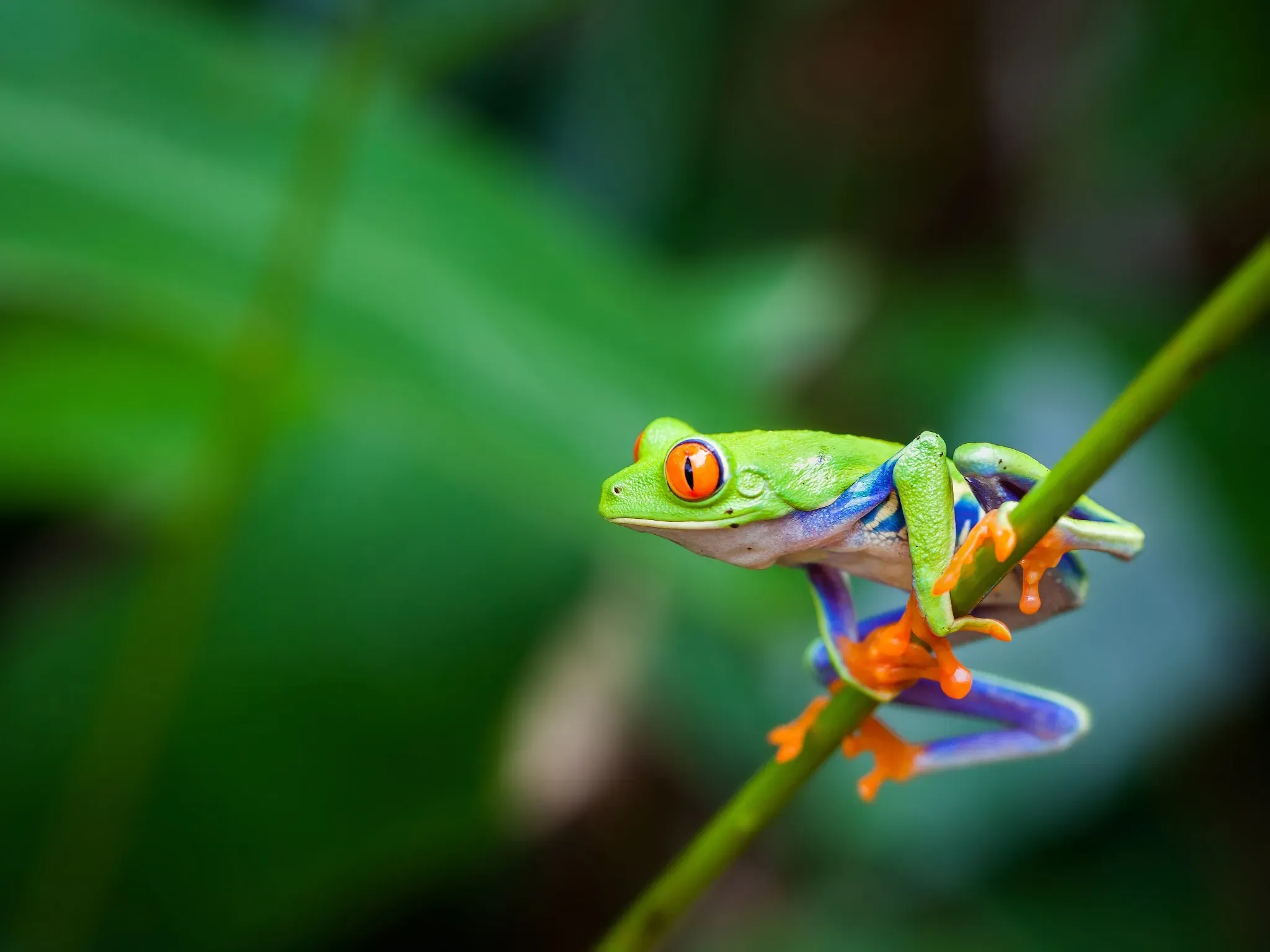 A colorful red-eyed tree frog perched on a branch in Costa Rica, showcasing the country's unique wildlife with CRSTours.