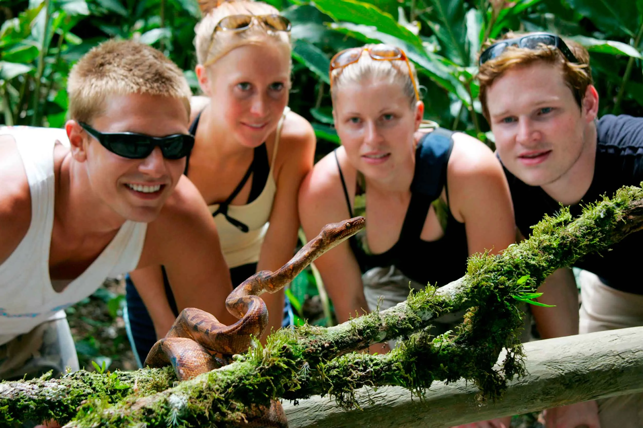 Four young people watching a snake resting on a fallen tree, surrounded by dense vegetation and natural habitat.