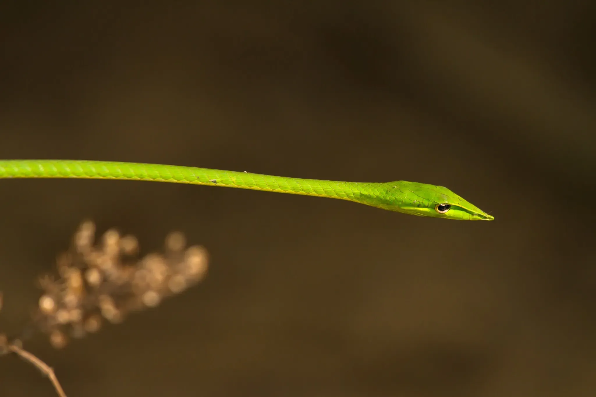 A green vine snake poised gracefully in Costa Rica's lush rainforest, an intriguing species highlighted by CRSTours.