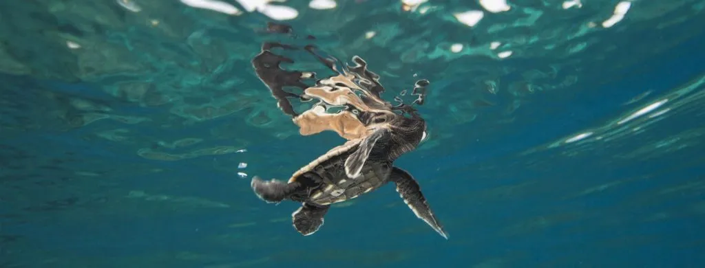 14 Days of Underwater Adventure DIVING COSTA RICA TURTLE