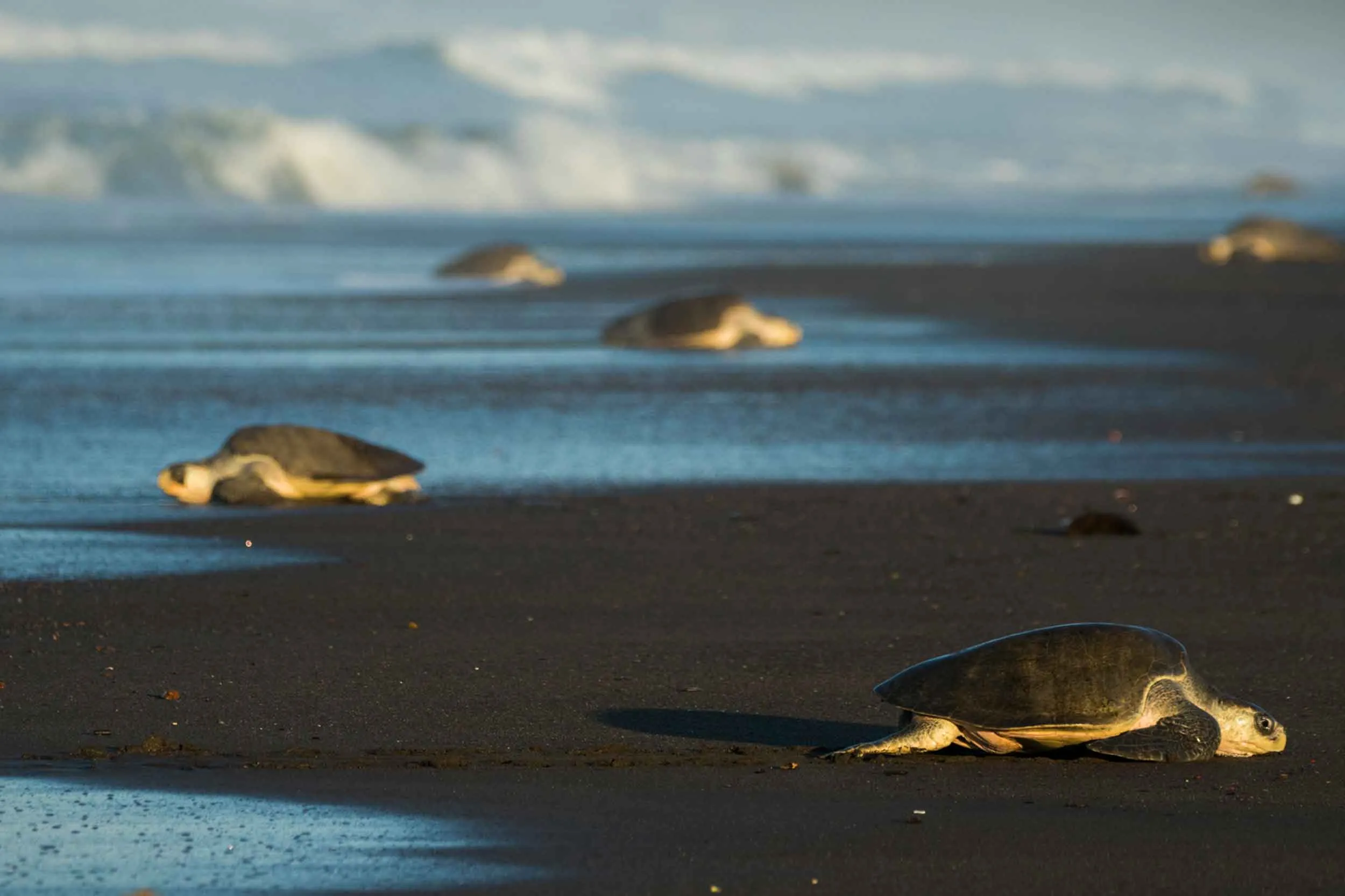 "Beautiful turtles basking in the sun on the edge of the beach, enjoying the warm sand and sunshine."