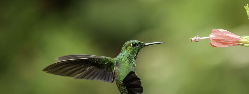 Birdwatching COSTA RICA
