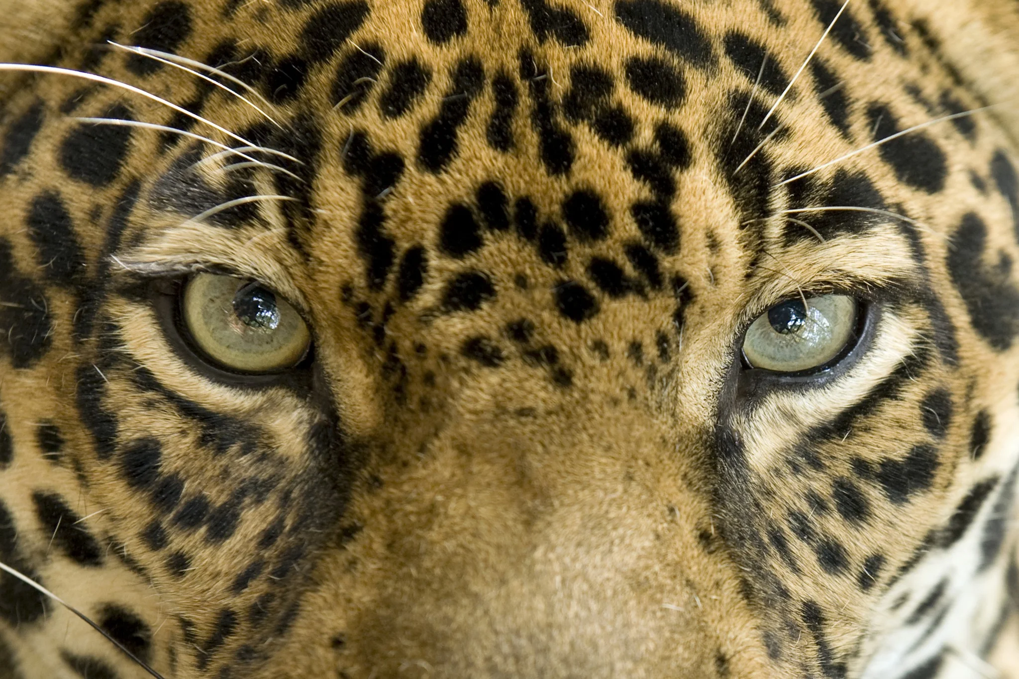 Intense gaze of a jaguar in its natural habitat, showcasing the exotic wildlife found in Costa Rica