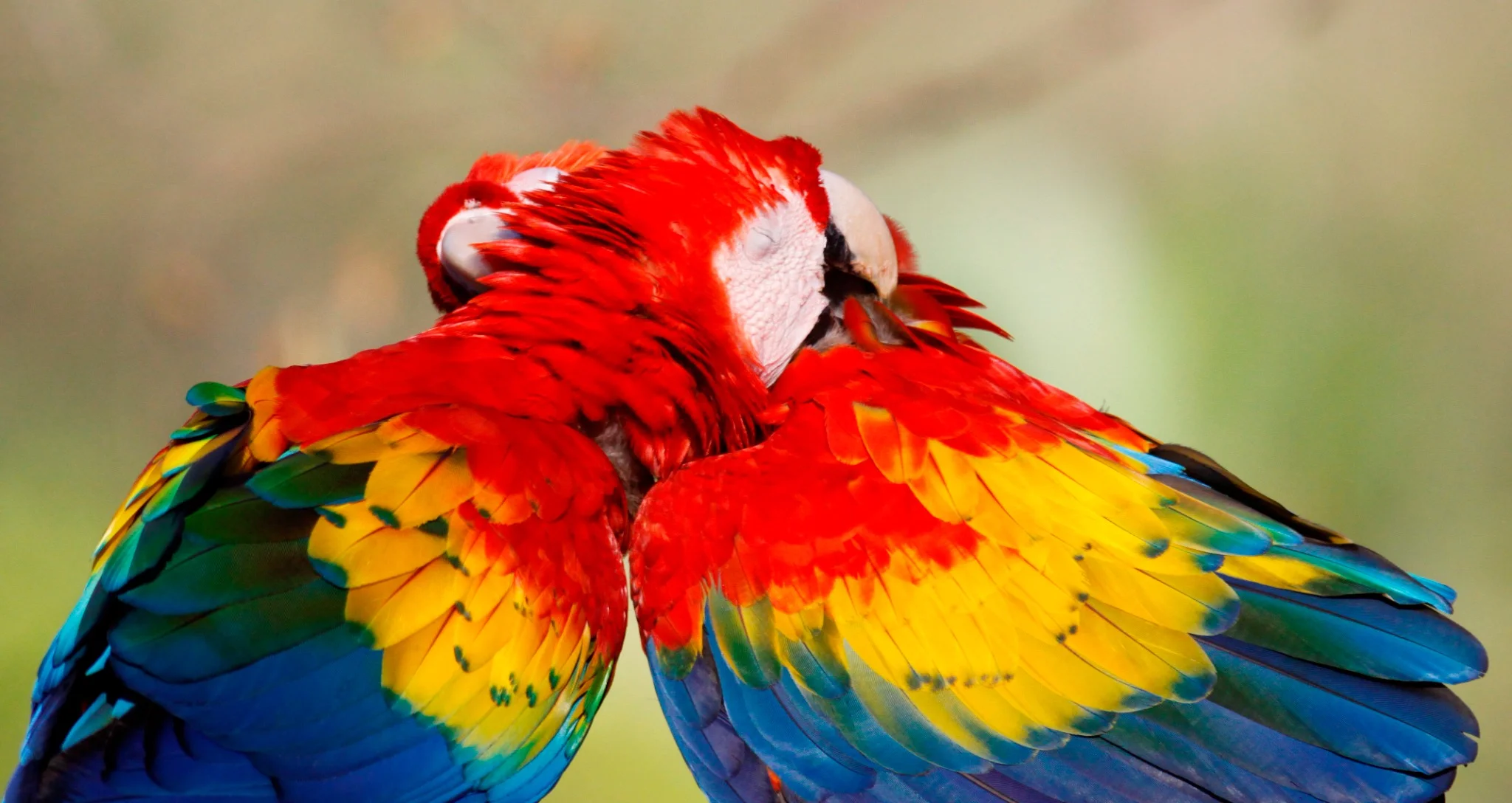 Pair of scarlet macaws cuddling in a natural setting, symbolizing Costa Rica’s rich birdlife