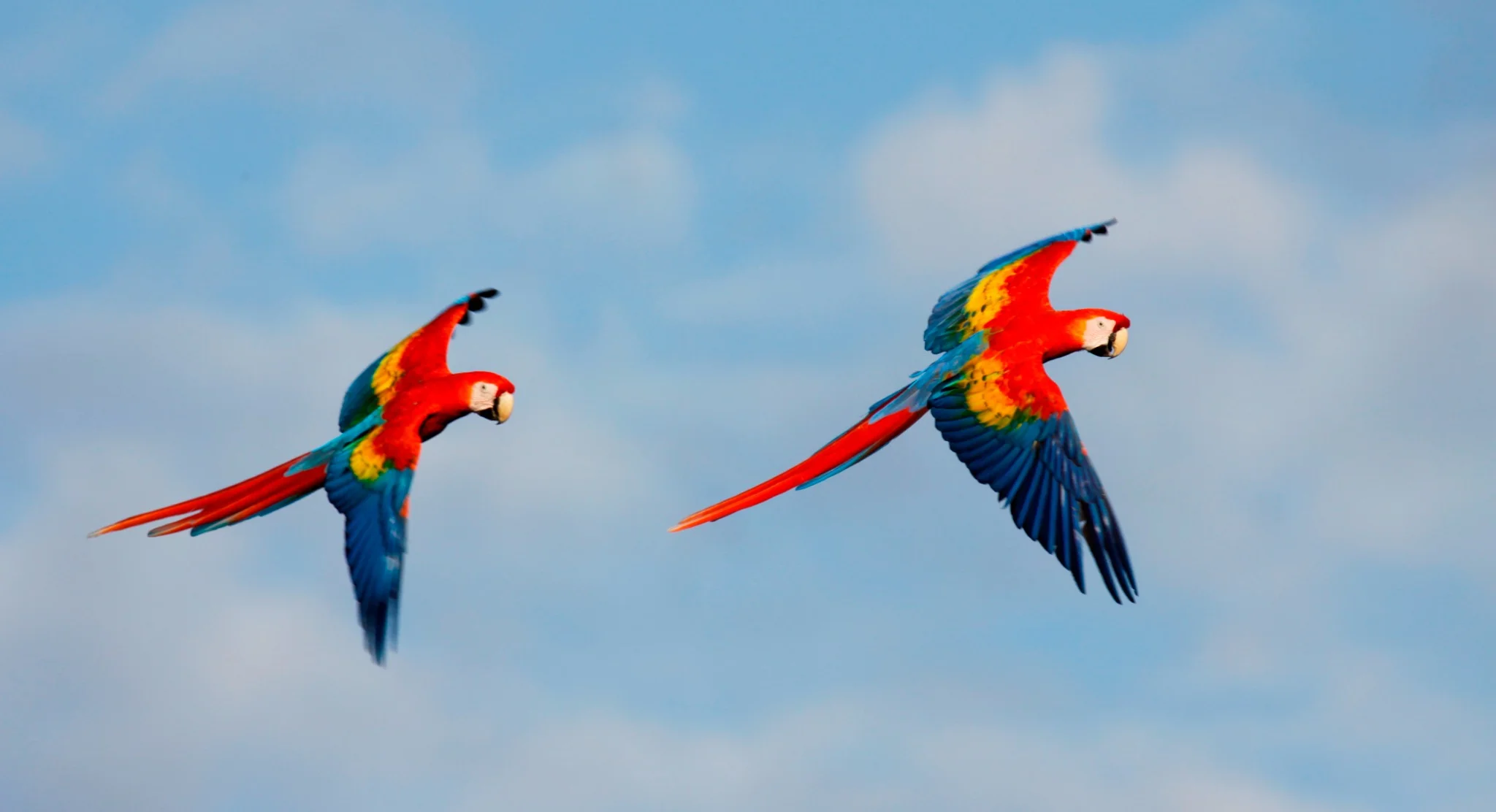Scarlet macaws flying in the Costa Rican sky, representing the freedom and beauty of wildlife in Costa Rica
