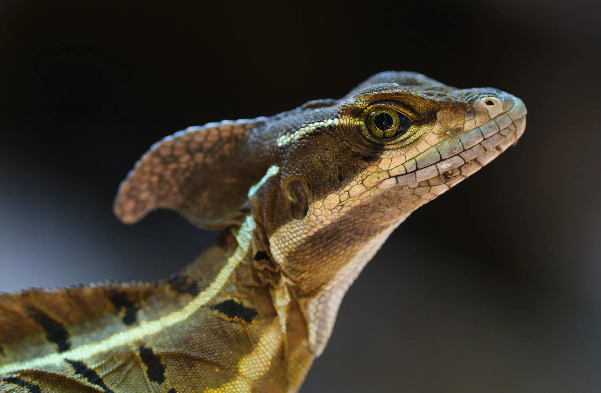 Detailed close-up of a basilisk lizard, showcasing the unique wildlife found in Costa Rica