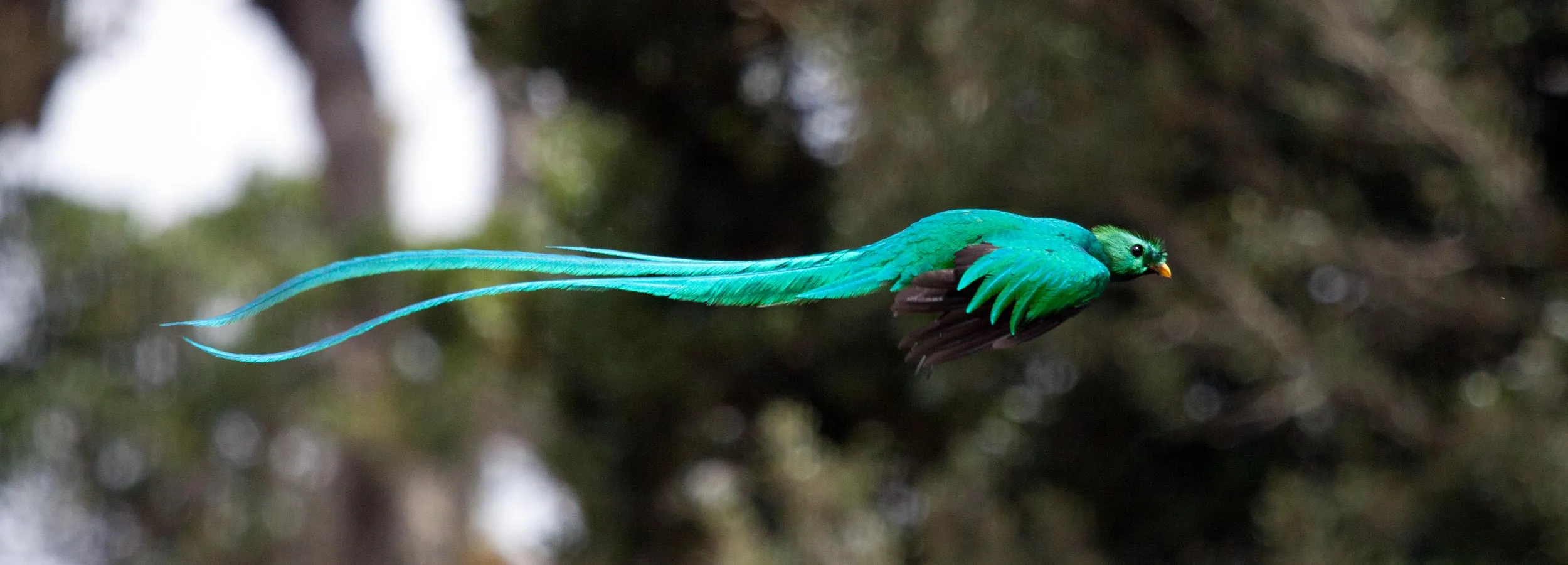 QUETZALT COSTA RICA 14 Days of Underwater Adventure DIVING COSTA RICA